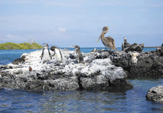dummy Galapagos Wildlife Discovery 5 Days