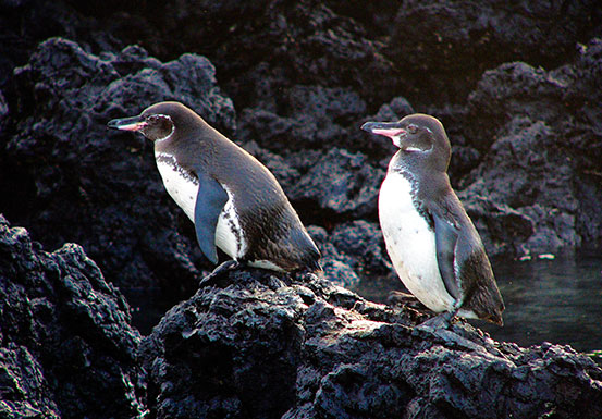 dummy Galapagos Adventure, 7 Days plus 2 nights in Quito
