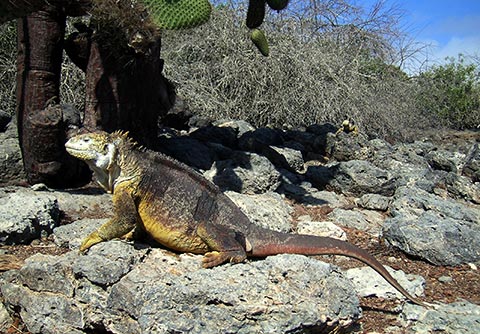 dummy Galapagos Wildlife Discovery 5 Days
